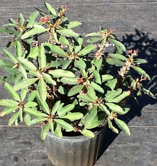 euphorbia-milii-american-beauty-crown-of-thorns