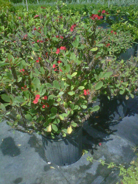 euphorbia-milii-american-beauty-crown-of-thorns