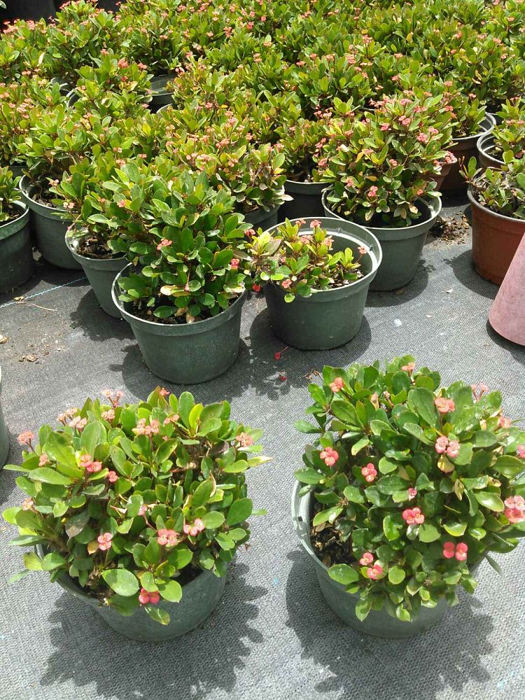 euphorbia-milii-crown-of-thorns