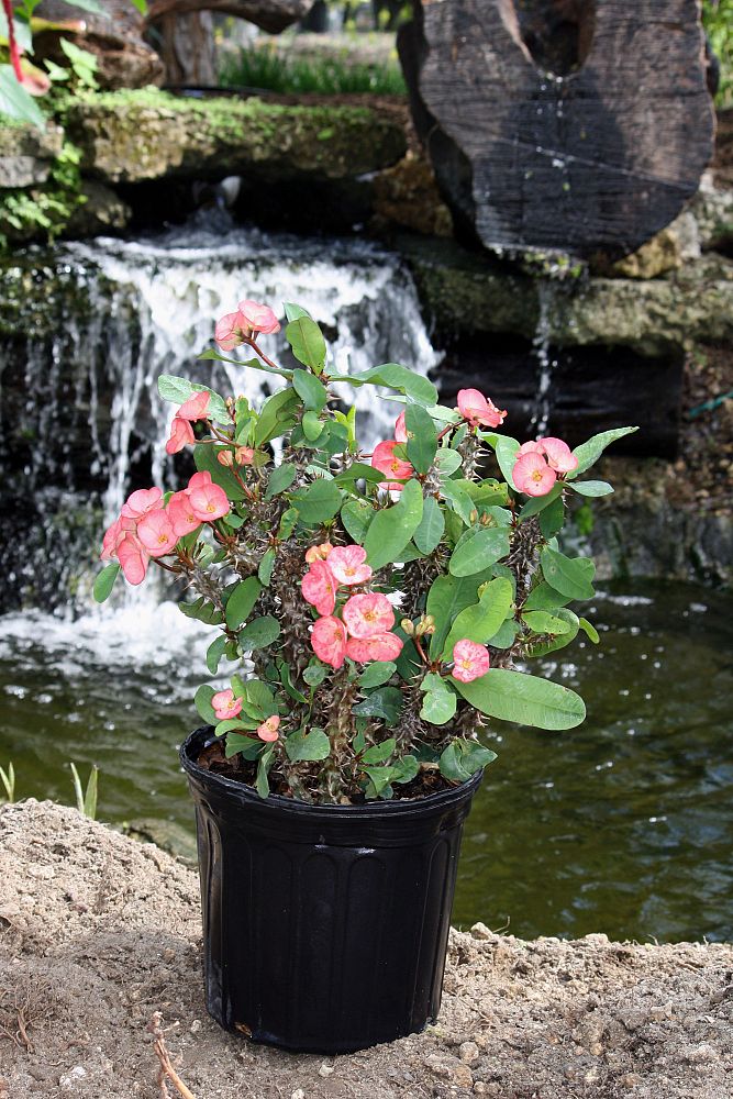 euphorbia-milii-crown-of-thorns