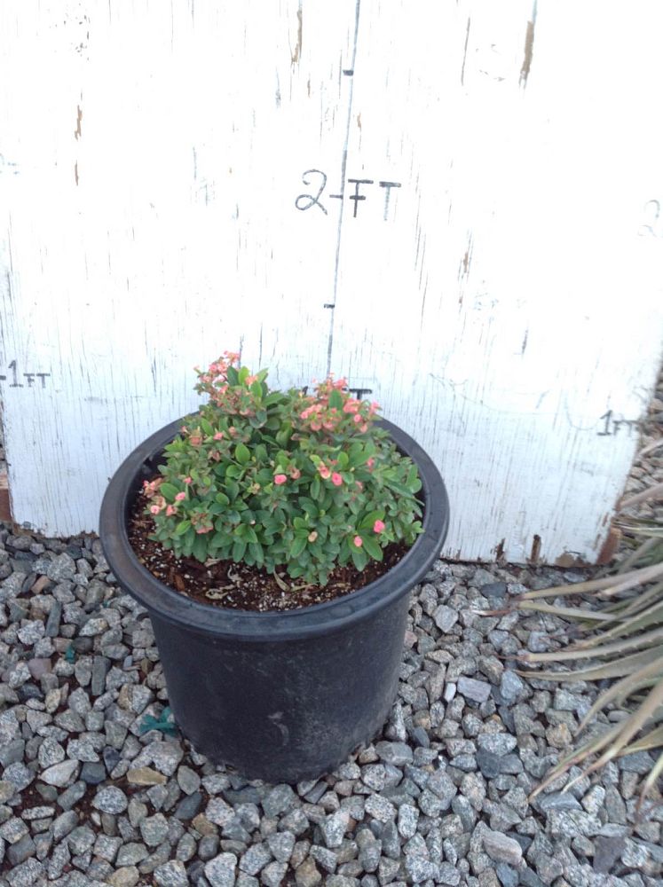 euphorbia-milii-crown-of-thorns