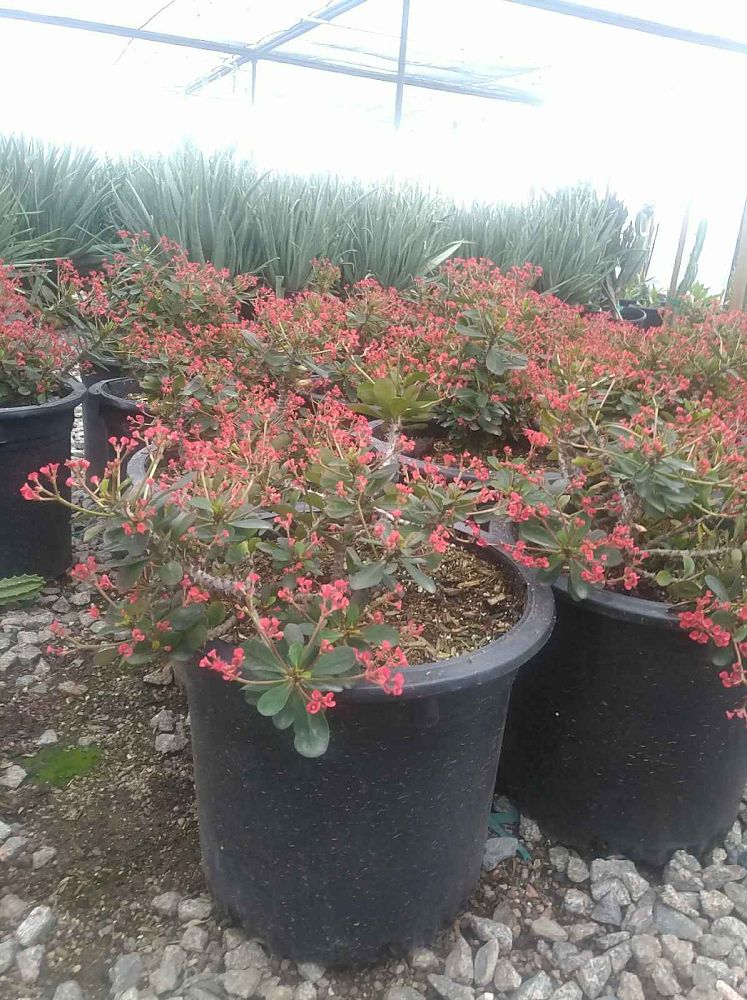 euphorbia-milii-crown-of-thorns