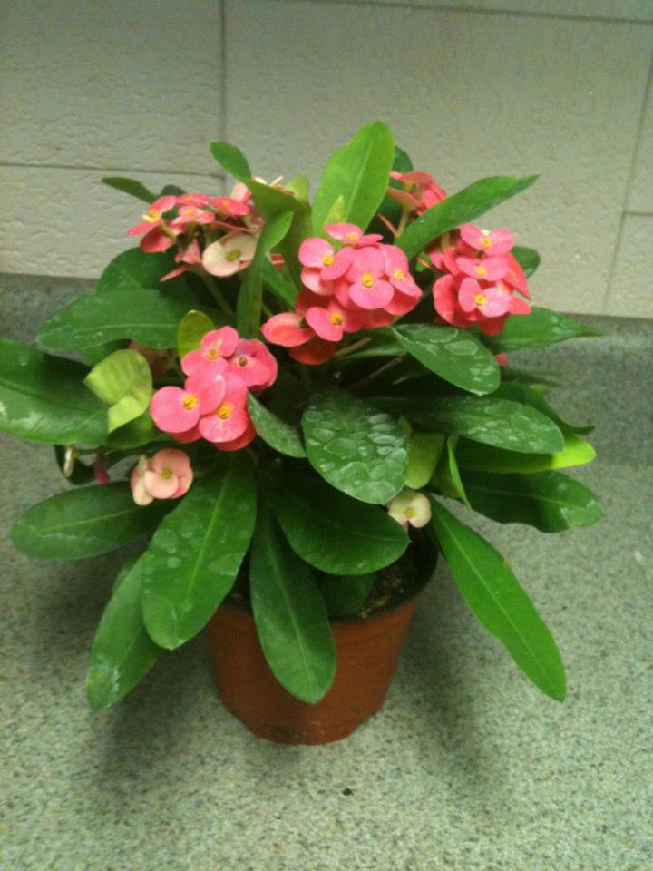 euphorbia-milii-crown-of-thorns