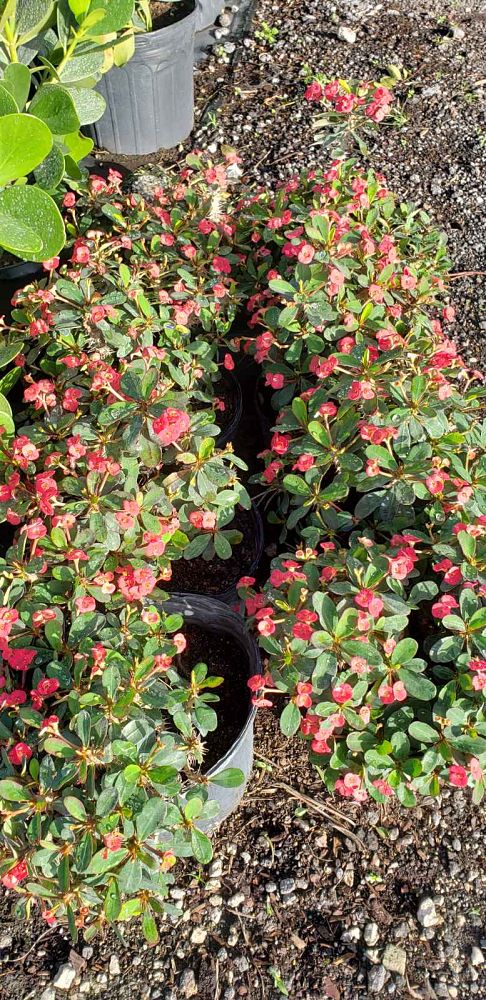euphorbia-milii-crown-of-thorns
