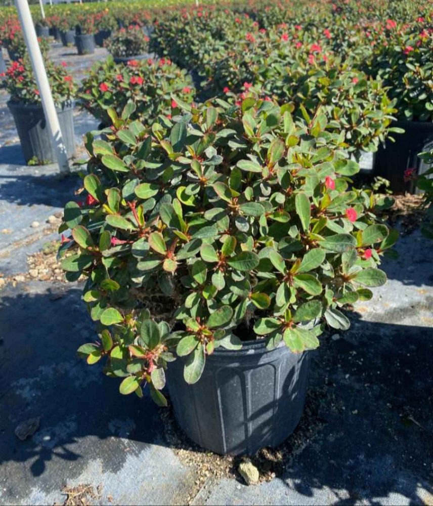 euphorbia-milii-crown-of-thorns