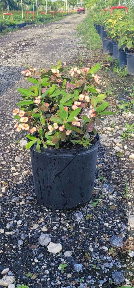 euphorbia-milii-crown-of-thorns