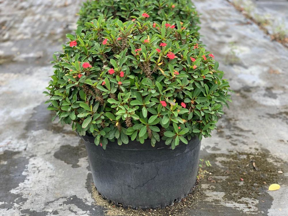 euphorbia-milii-crown-of-thorns