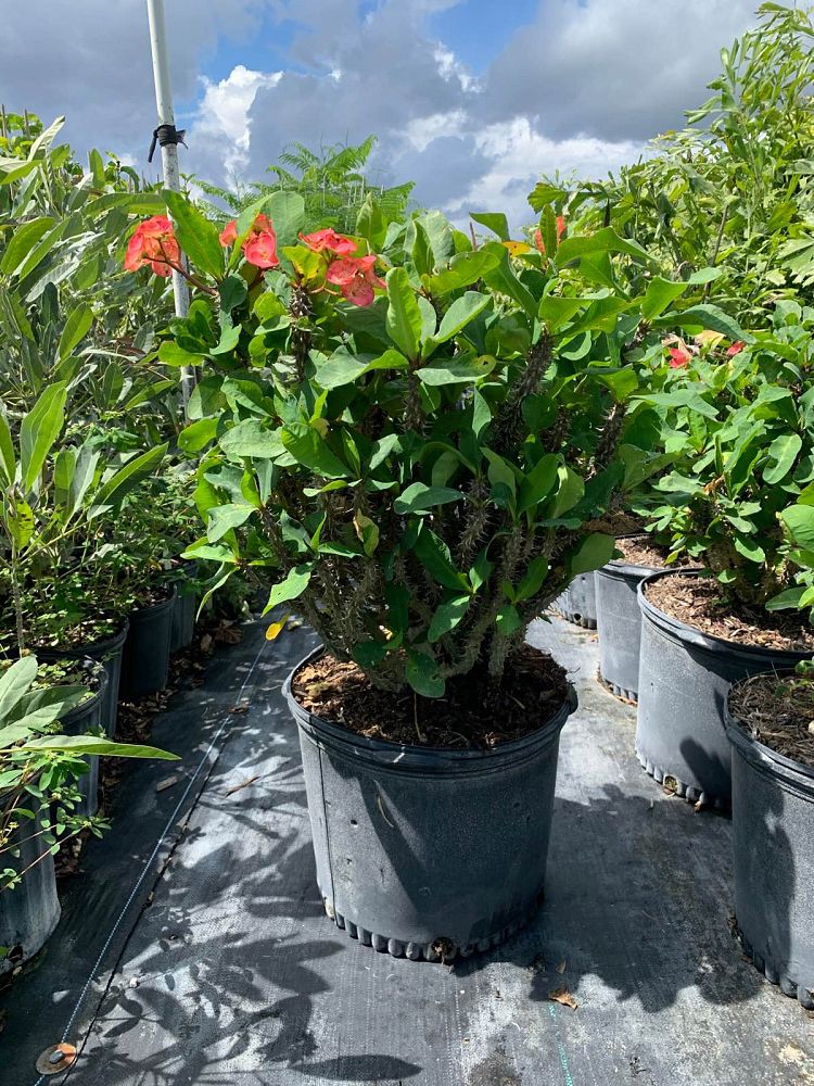 euphorbia-milii-crown-of-thorns
