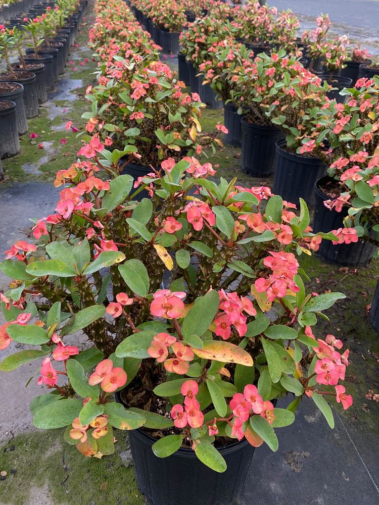 euphorbia-milii-crown-of-thorns