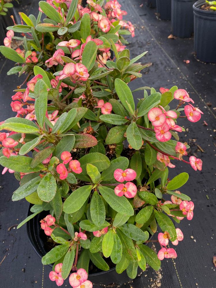 euphorbia-milii-crown-of-thorns