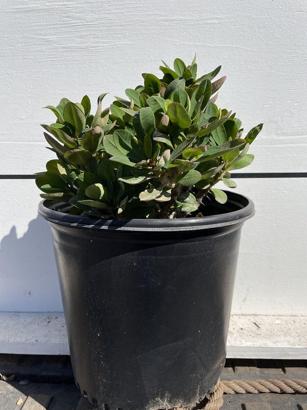 euphorbia-milii-crown-of-thorns