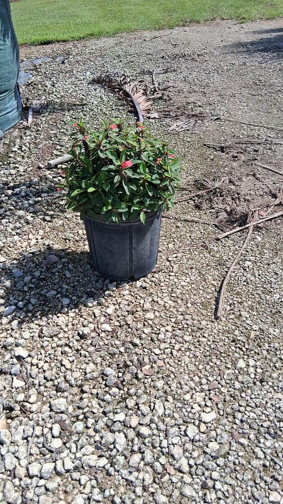 euphorbia-milii-crown-of-thorns