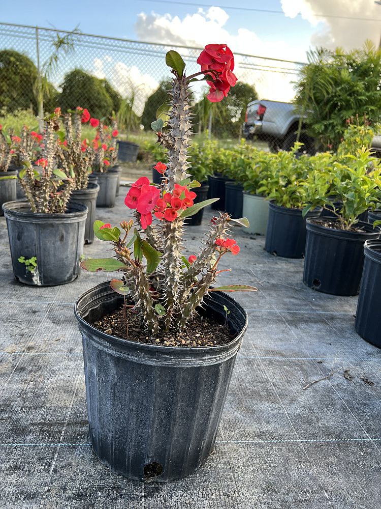 euphorbia-milii-crown-of-thorns