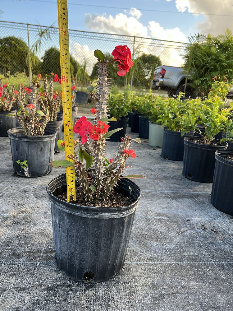 euphorbia-milii-crown-of-thorns