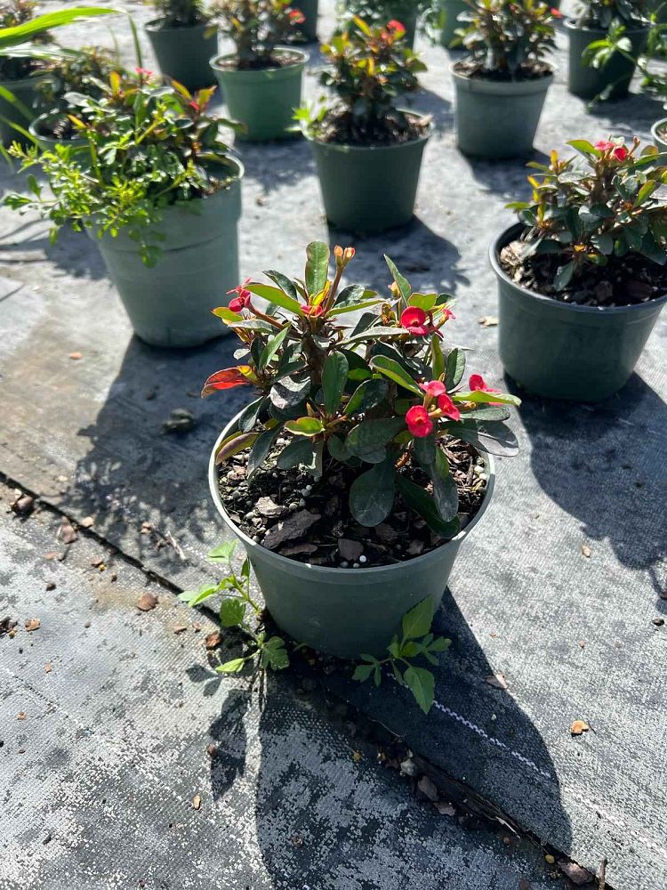 euphorbia-milii-crown-of-thorns
