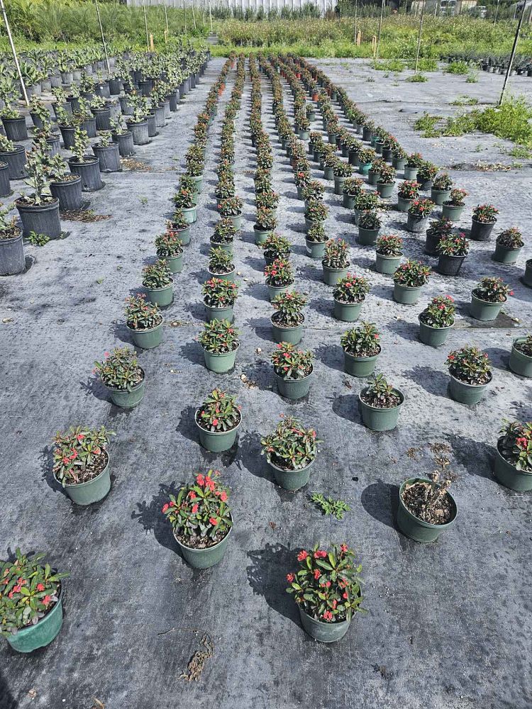 euphorbia-milii-crown-of-thorns