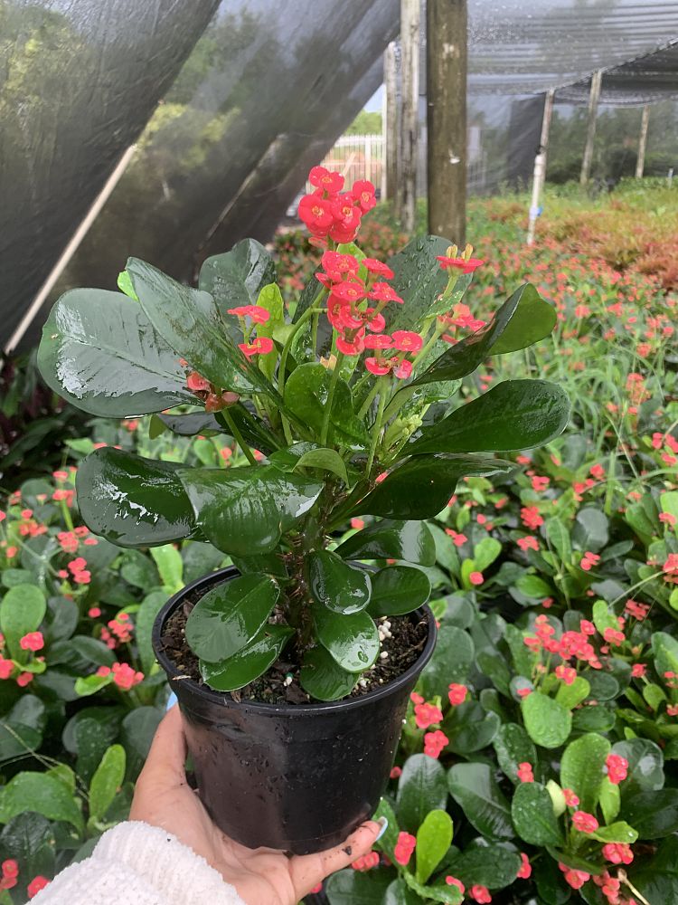 euphorbia-milii-crown-of-thorns