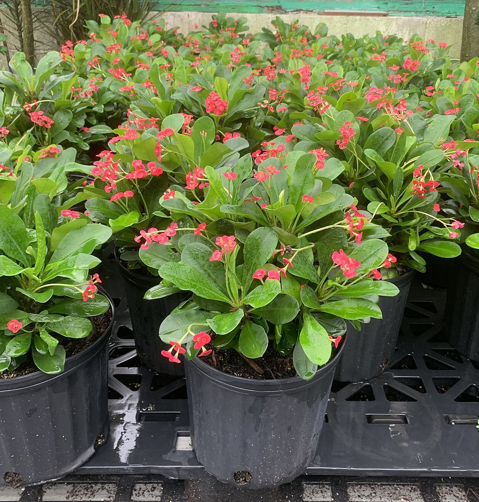 euphorbia-milii-crown-of-thorns