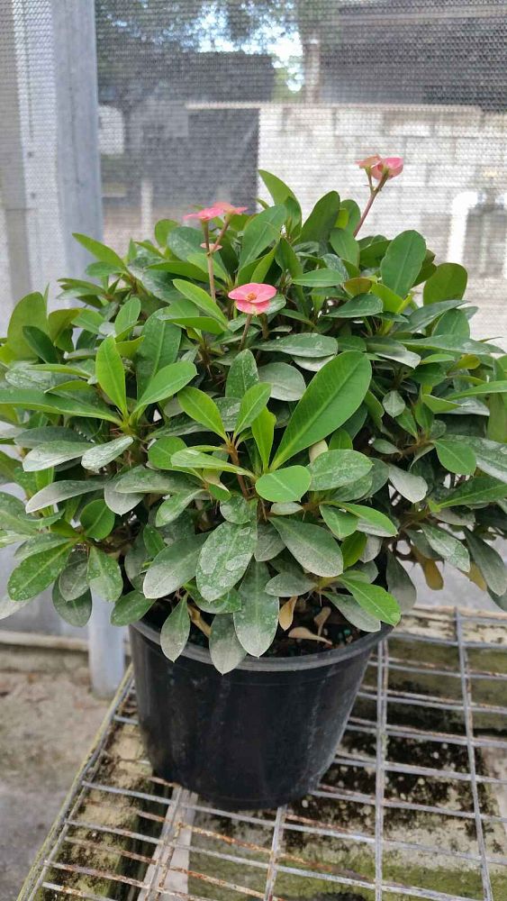 euphorbia-milii-dwarf-apache-crown-of-thorns