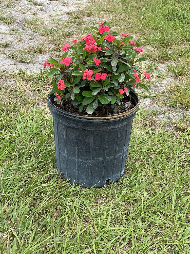 euphorbia-milii-dwarf-apache-crown-of-thorns