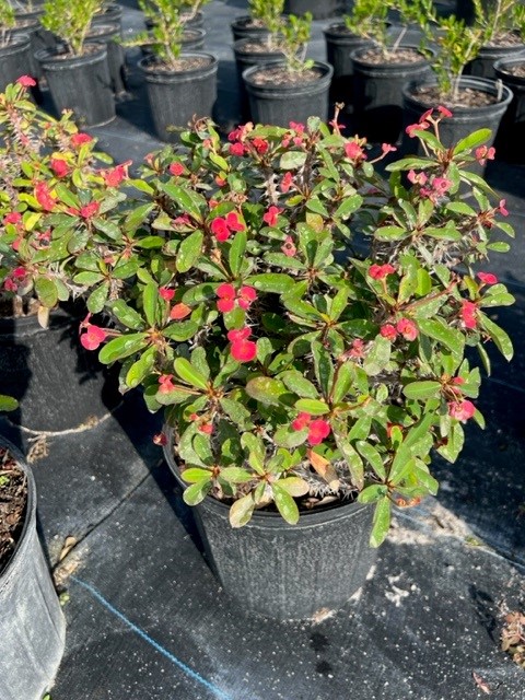 euphorbia-milii-dwarf-apache-crown-of-thorns