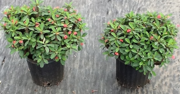 euphorbia-milii-dwarf-crown-of-thorns