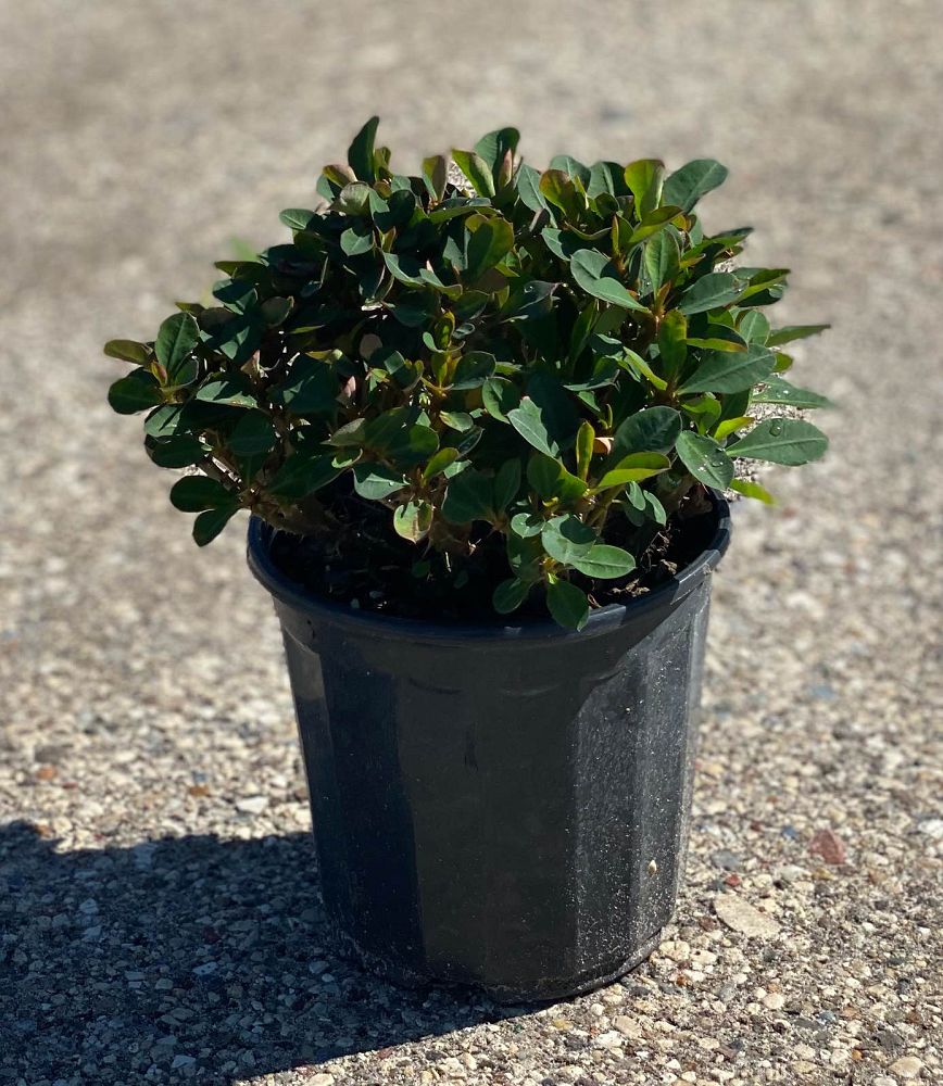 euphorbia-milii-dwarf-crown-of-thorns