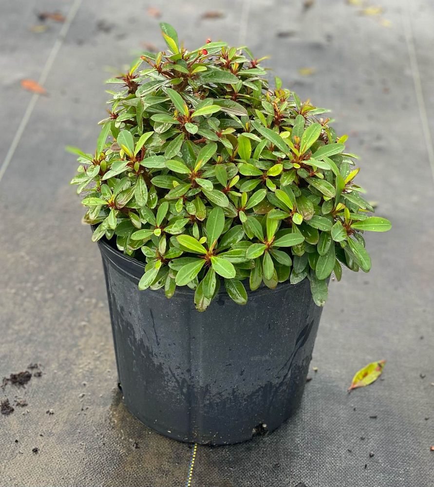 euphorbia-milii-dwarf-crown-of-thorns