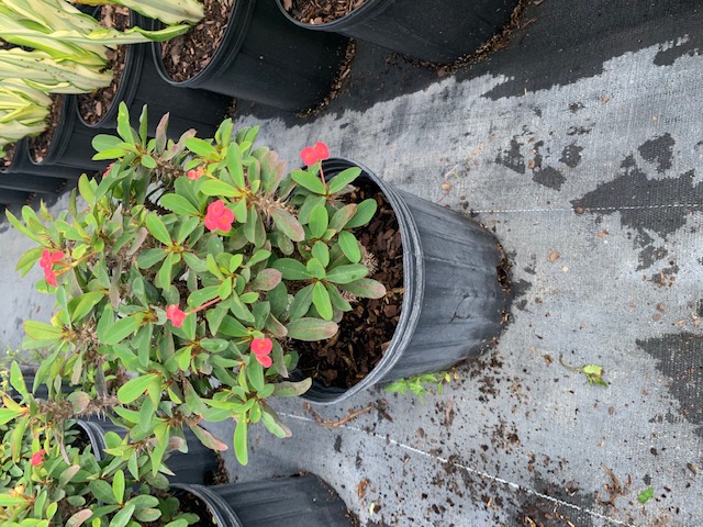 euphorbia-milii-dwarf-crown-of-thorns