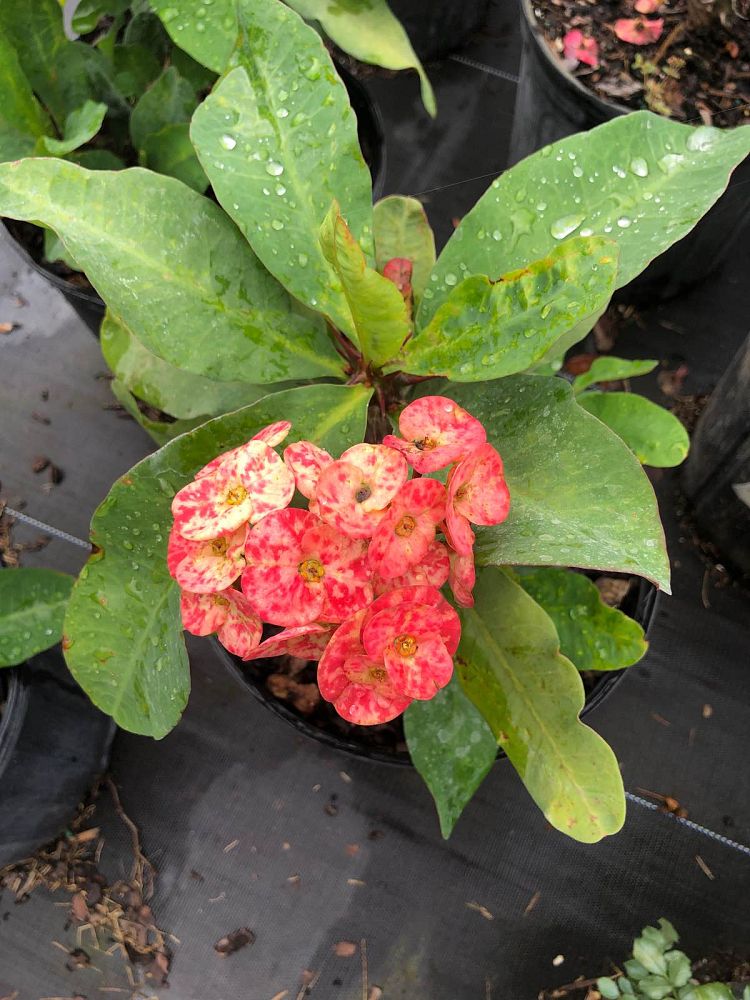 euphorbia-milii-dwarf-hybrids-crown-of-thorns