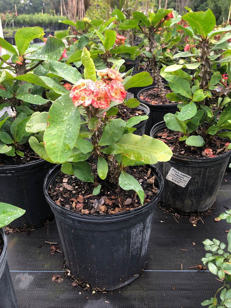euphorbia-milii-dwarf-hybrids-crown-of-thorns