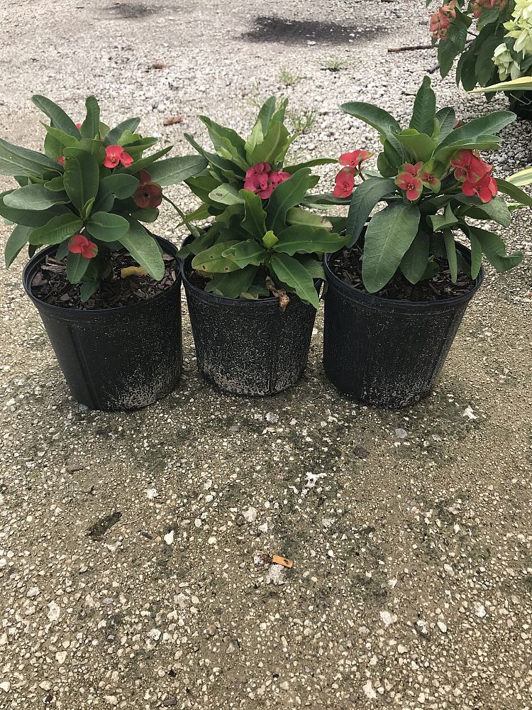 euphorbia-milii-hybrid-crown-of-thorns