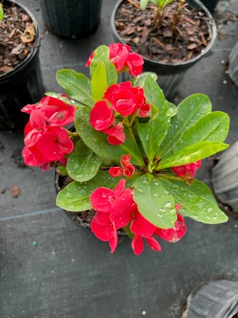 euphorbia-milii-hybrid-crown-of-thorns