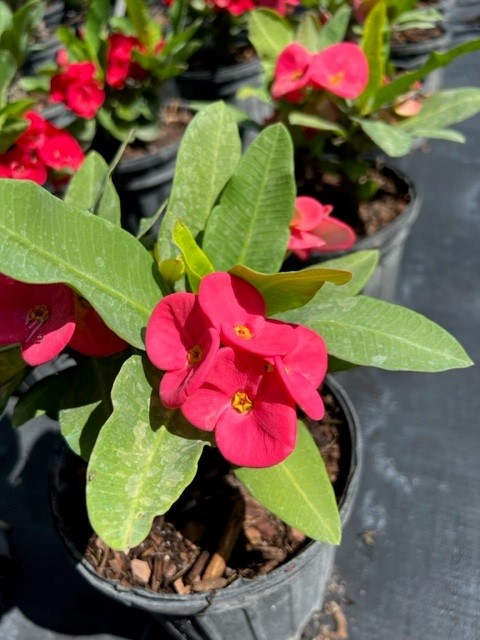 euphorbia-milii-hybrid-crown-of-thorns