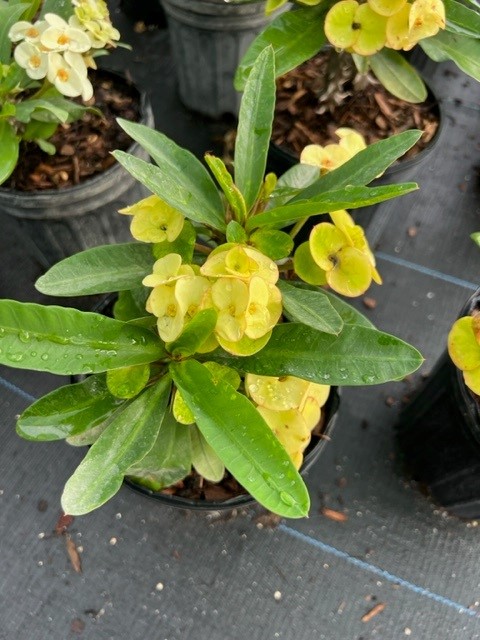 euphorbia-milii-hybrid-crown-of-thorns