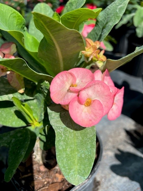 euphorbia-milii-hybrid-crown-of-thorns