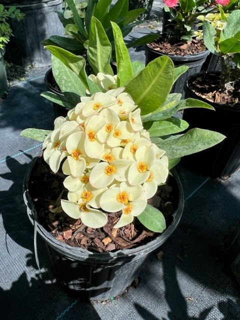 euphorbia-milii-hybrid-crown-of-thorns
