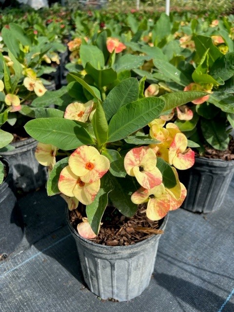 euphorbia-milii-hybrid-crown-of-thorns