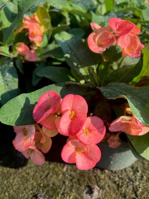 euphorbia-milii-hybrid-crown-of-thorns