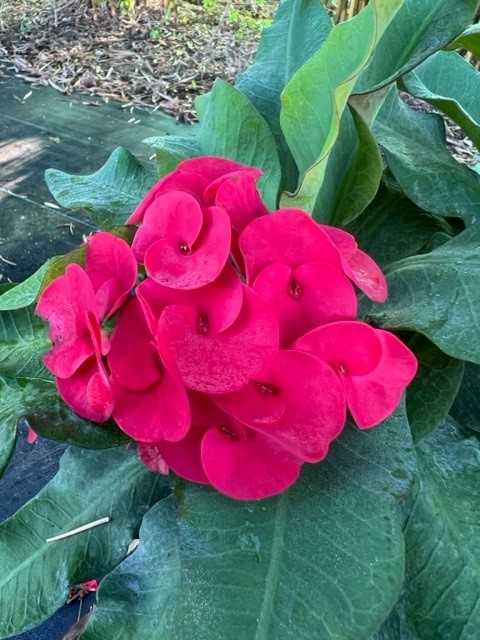 euphorbia-milii-hybrid-crown-of-thorns