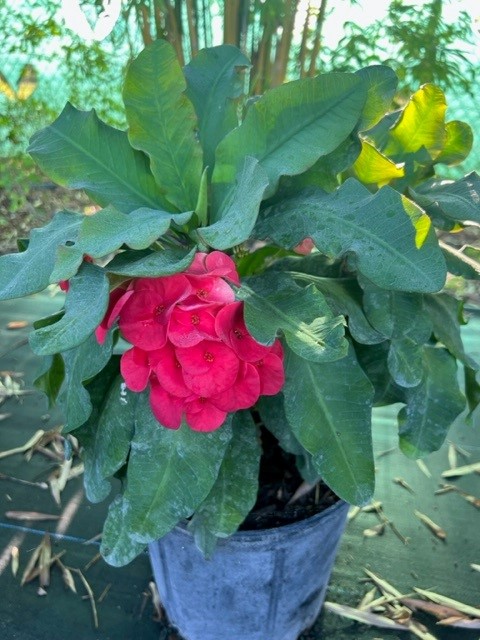 euphorbia-milii-hybrid-crown-of-thorns