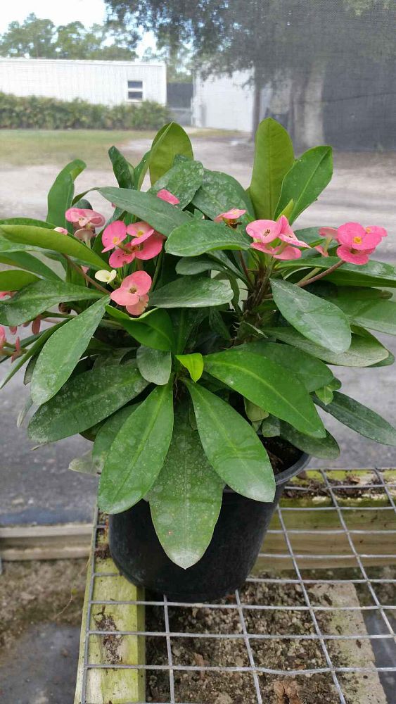 euphorbia-milii-pink-cadillac-crown-of-thorns