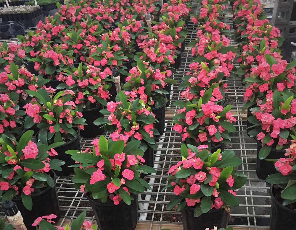 euphorbia-milii-pink-cadillac-crown-of-thorns