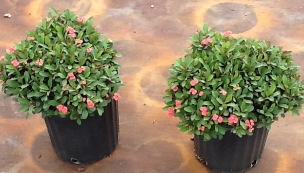 euphorbia-milii-rosy-crown-of-thorns