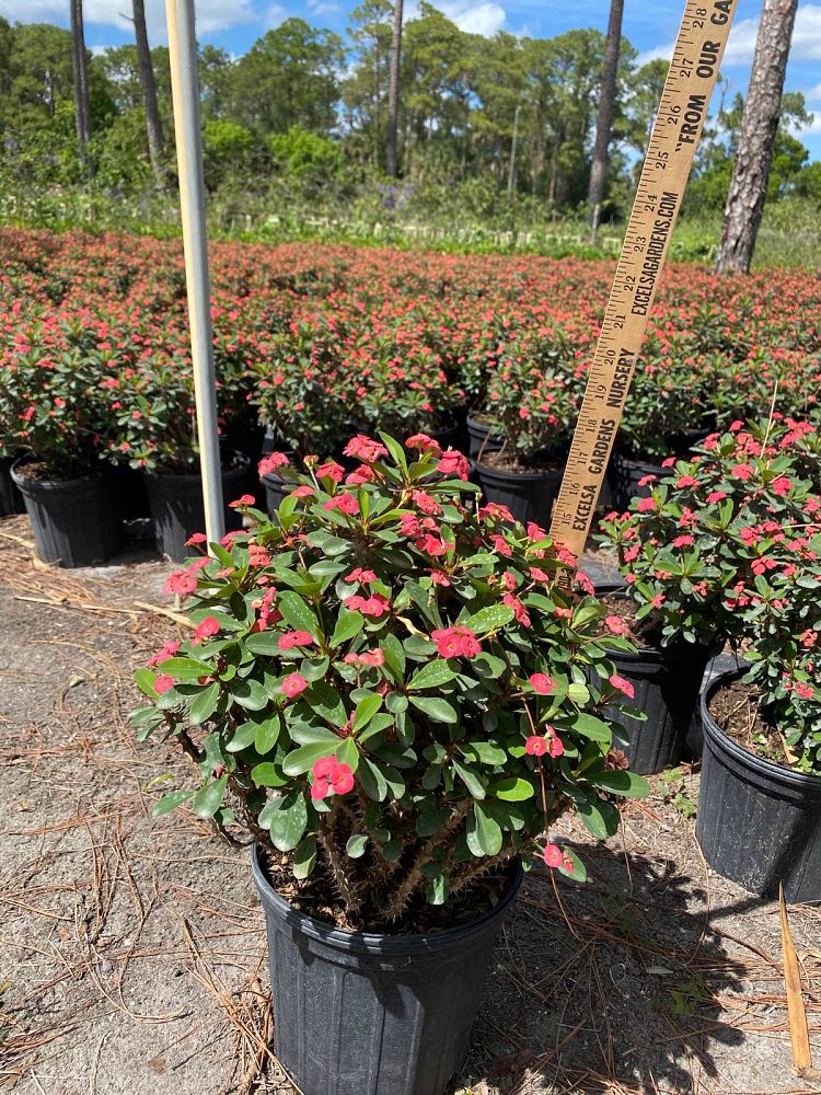 euphorbia-milii-rosy-crown-of-thorns