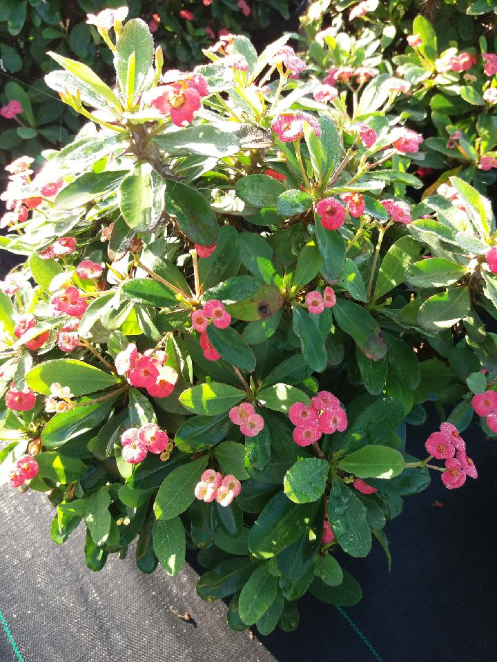 euphorbia-milii-rosy-crown-of-thorns