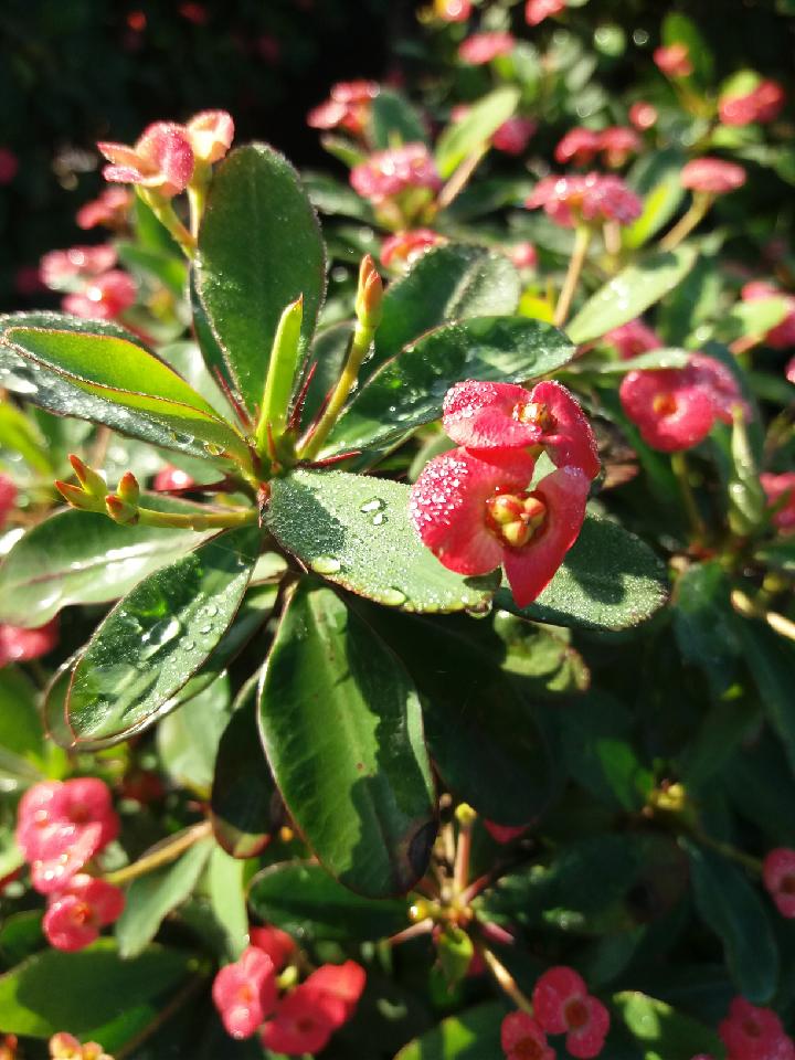 euphorbia-milii-rosy-crown-of-thorns