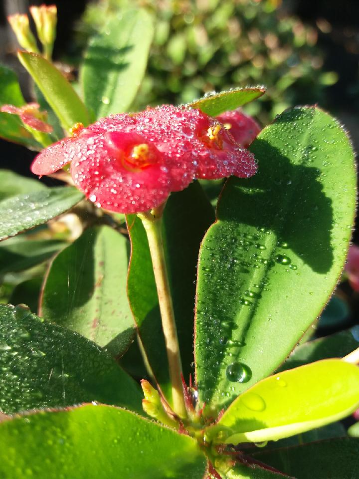 euphorbia-milii-rosy-crown-of-thorns