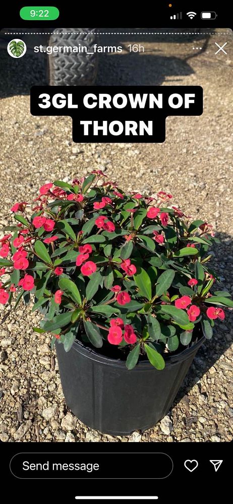 euphorbia-milii-rosy-crown-of-thorns