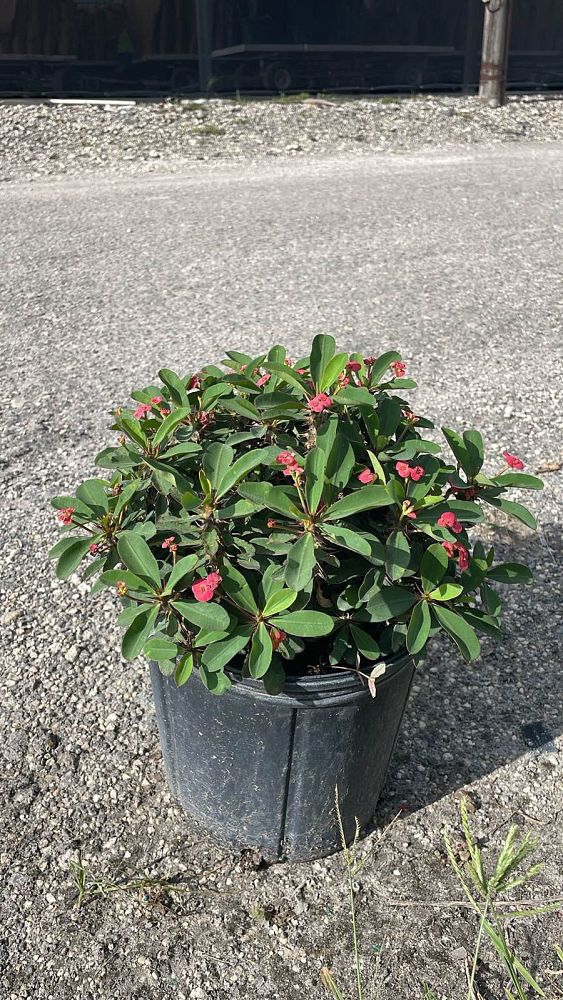 euphorbia-milii-rosy-crown-of-thorns
